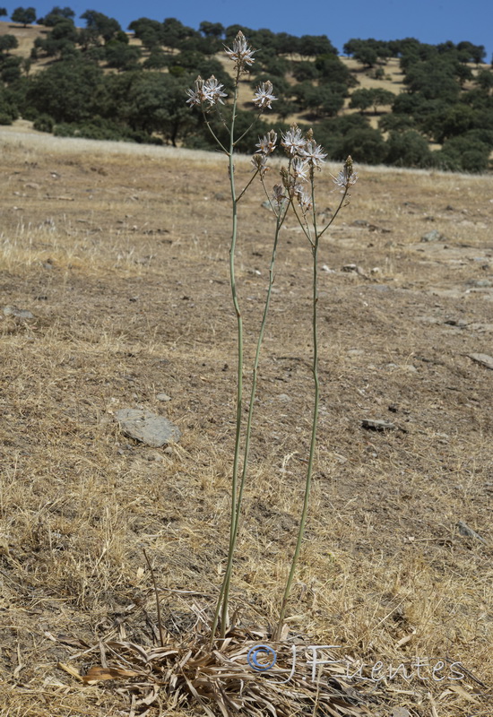Asphodelus aestivus.08