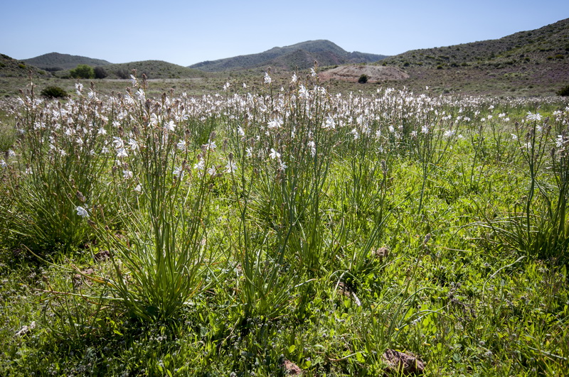 Asphodelus ayardii.01