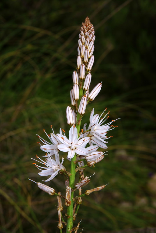 Asphodelus cerasiferus.02