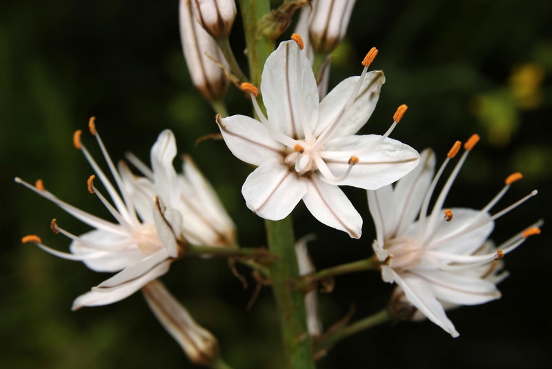 Asphodelus cerasiferus.03