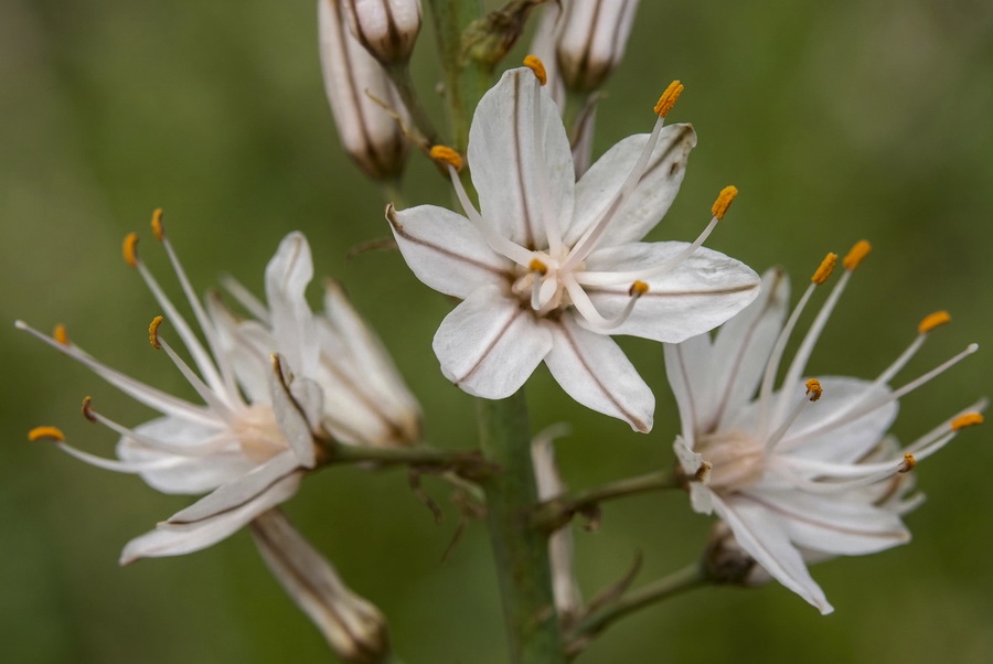 Asphodelus cerasiferus.03b