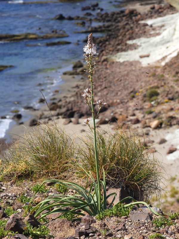 Asphodelus cerasiferus.07