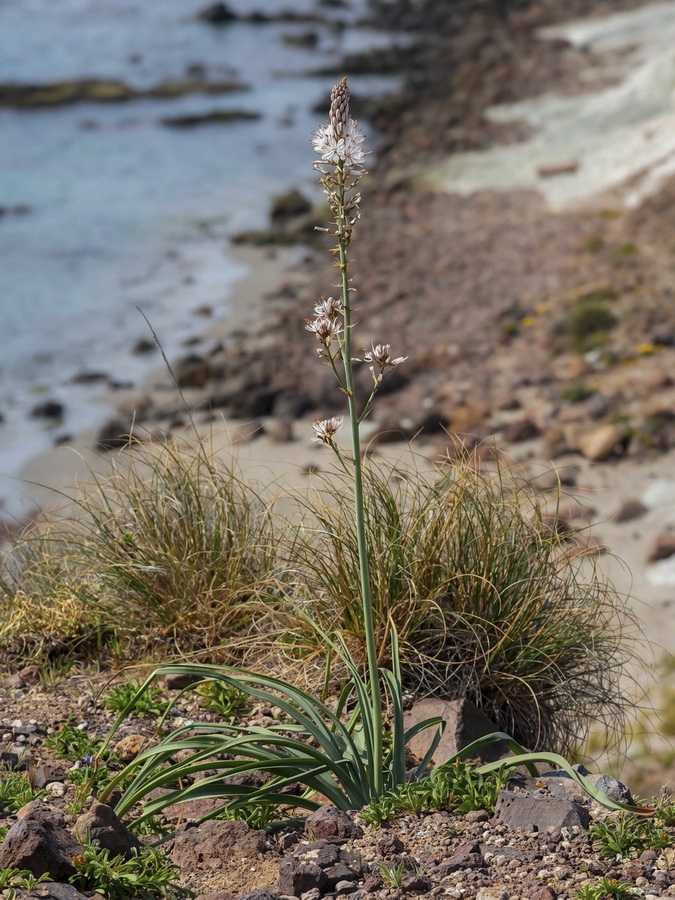 Asphodelus cerasiferus.07b