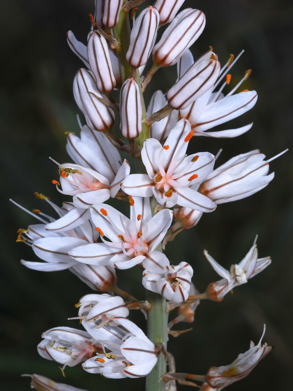 Asphodelus cerasiferus.11