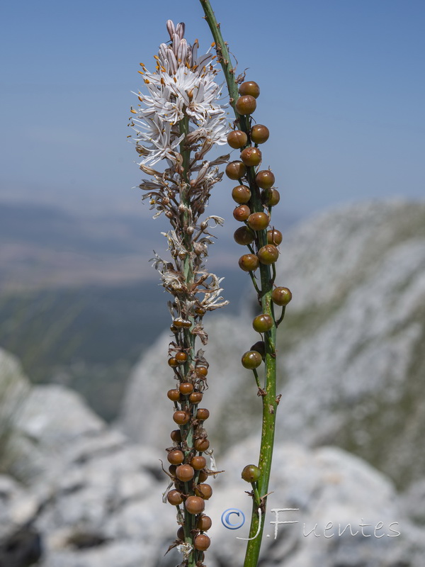 Asphodelus cerasiferus.29
