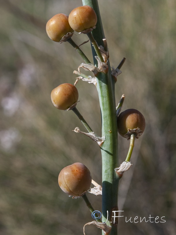 Asphodelus cerasiferus.36