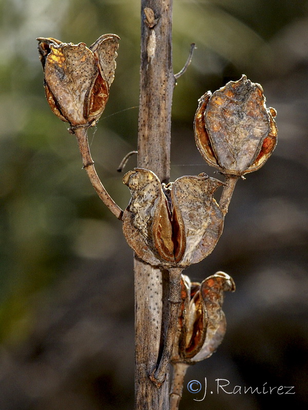 Asphodelus cerasiferus.37