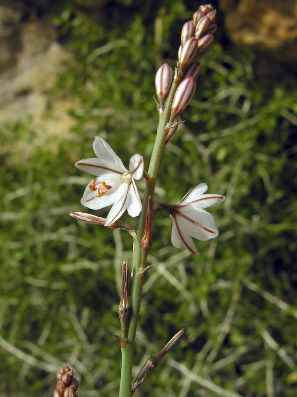 Asphodelus fistulosus.02