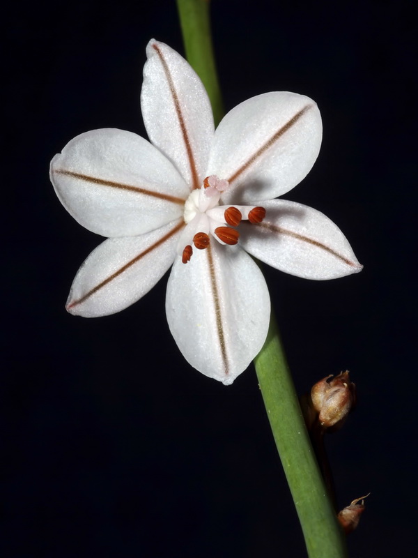 Asphodelus fistulosus.07