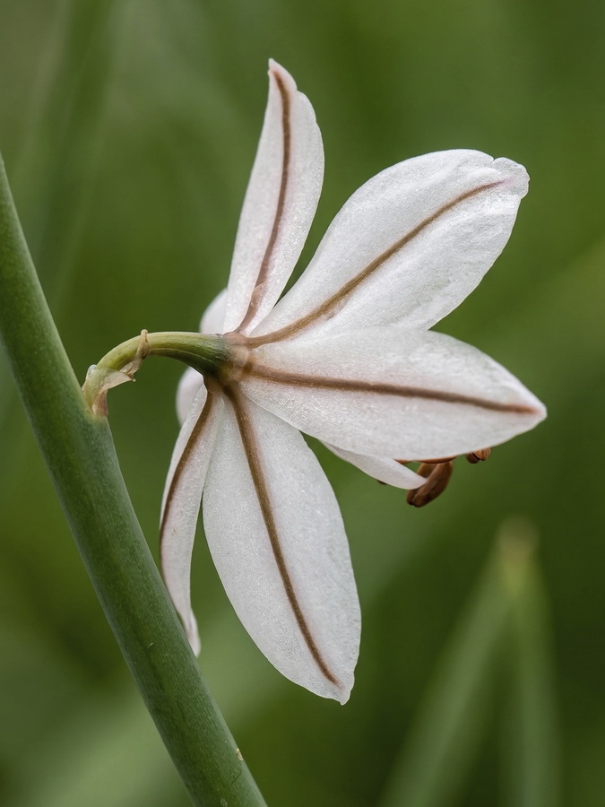 Asphodelus fistulosus.13b