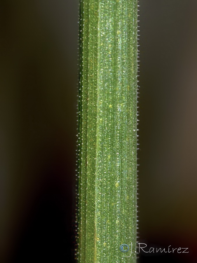 Asphodelus fistulosus.32