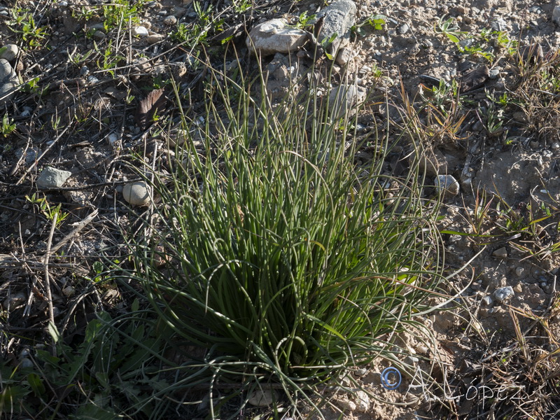 Asphodelus fistulosus.33