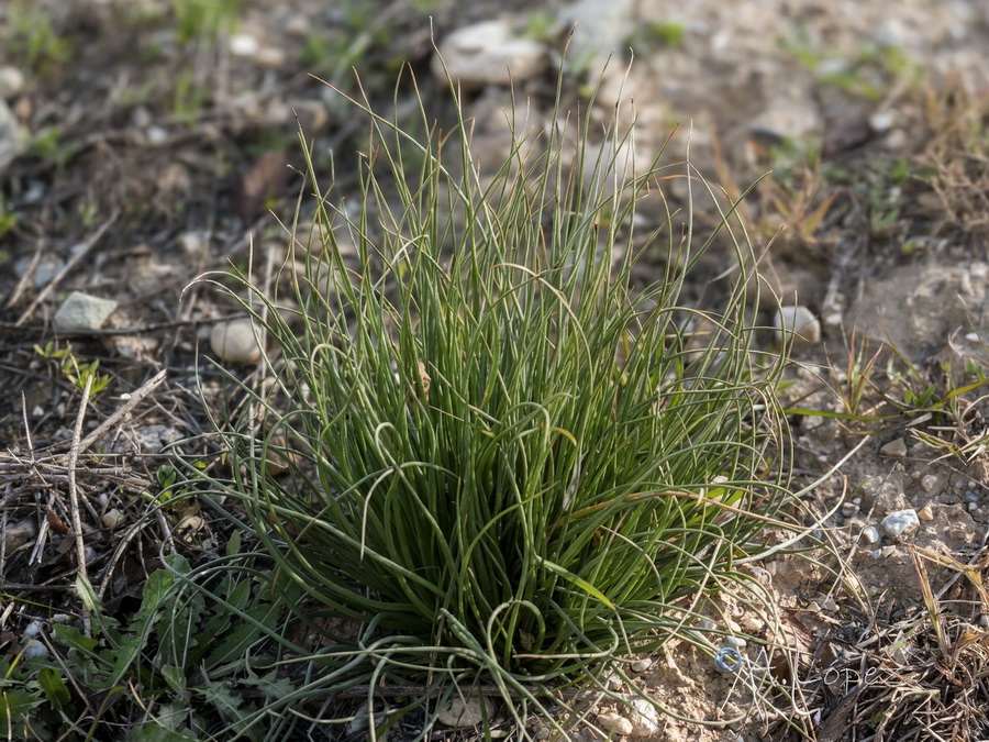 Asphodelus fistulosus.33b