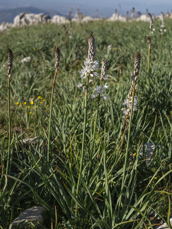 Asphodelus macrocarpus rubescens.02