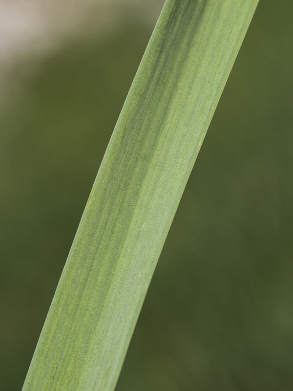 Asphodelus macrocarpus rubescens.04