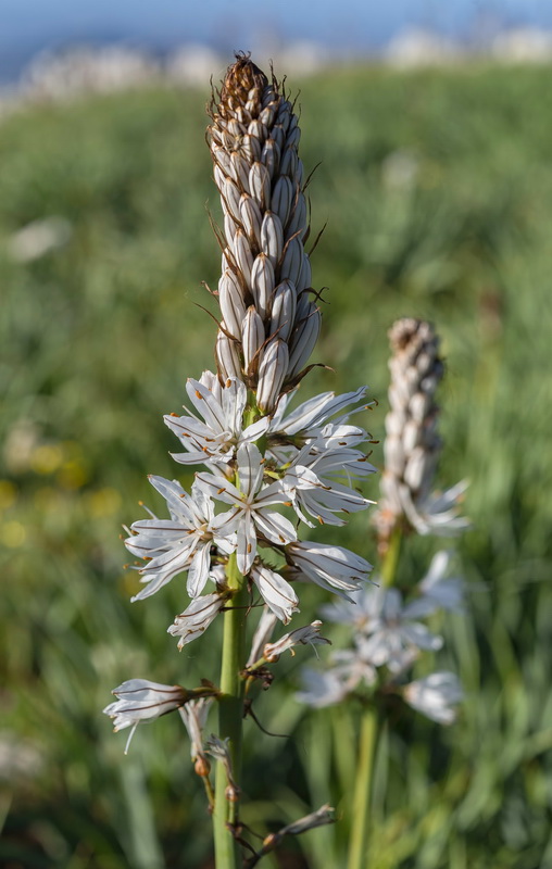 Asphodelus macrocarpus rubescens.07