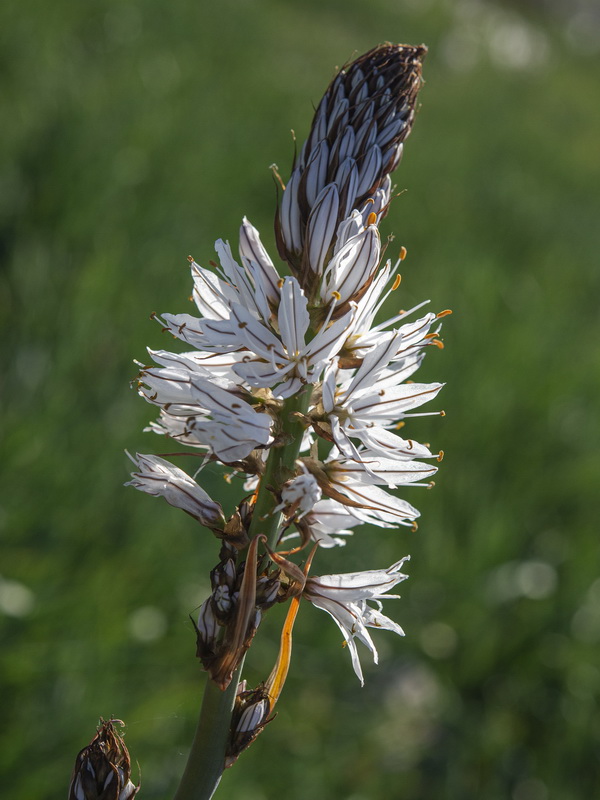 Asphodelus macrocarpus rubescens.08