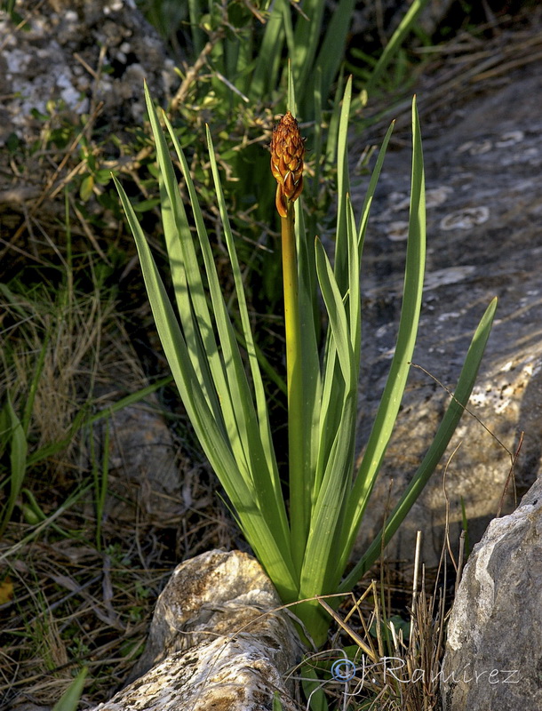 Asphodelus macrocarpus rubescens.03