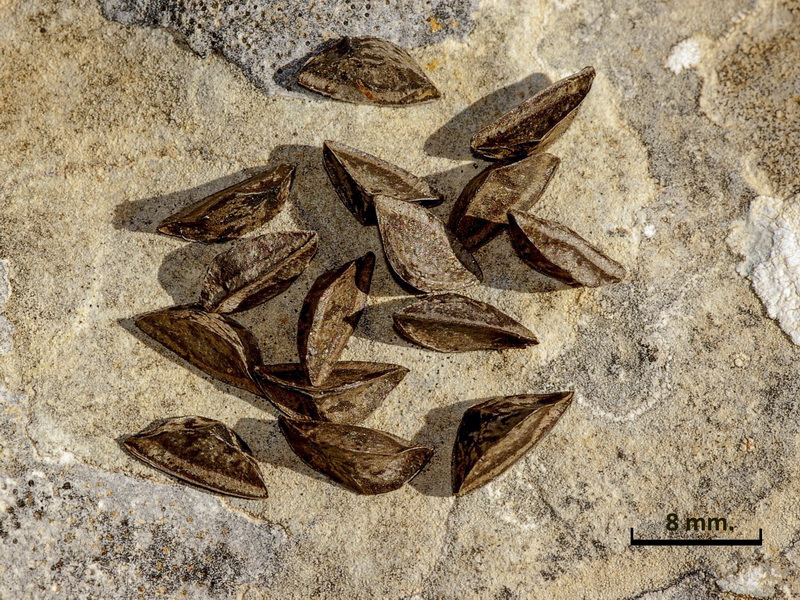 Asphodelus macrocarpus rubescens.13