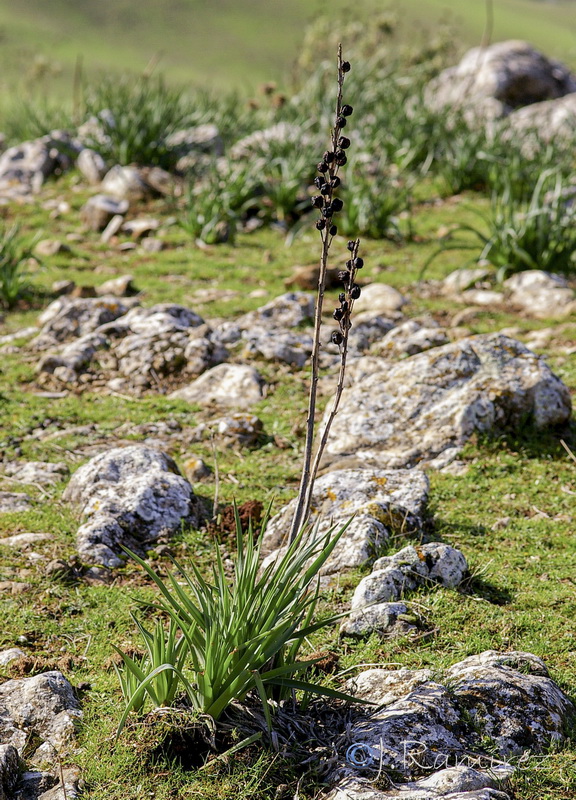Asphodelus macrocarpus rubescens.14