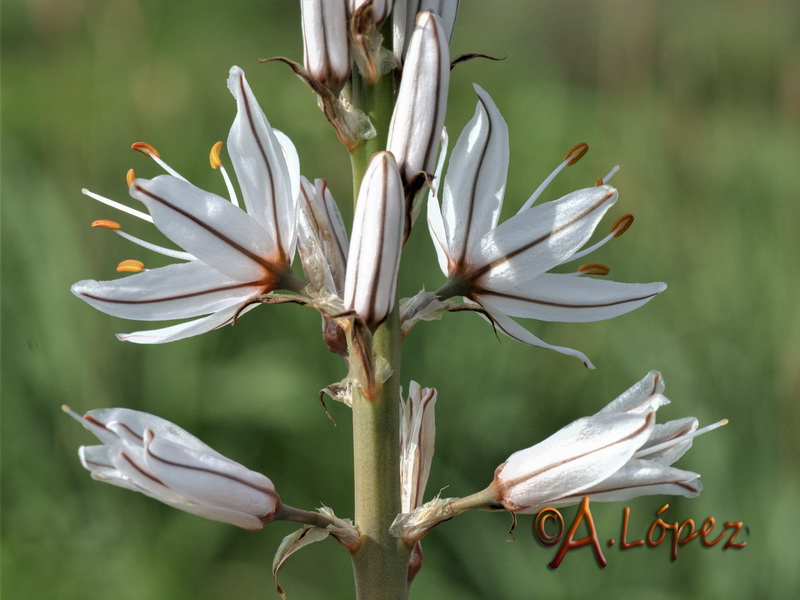 Asphodelus ramosus distalis.01