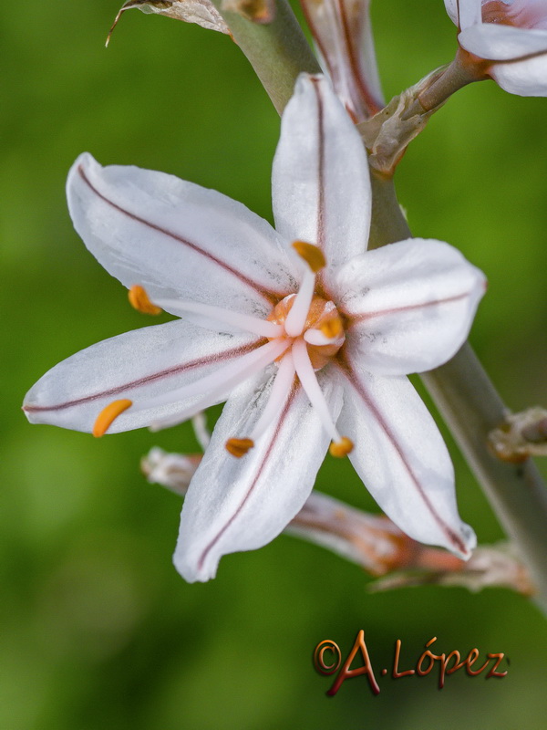 Asphodelus ramosus distalis.04