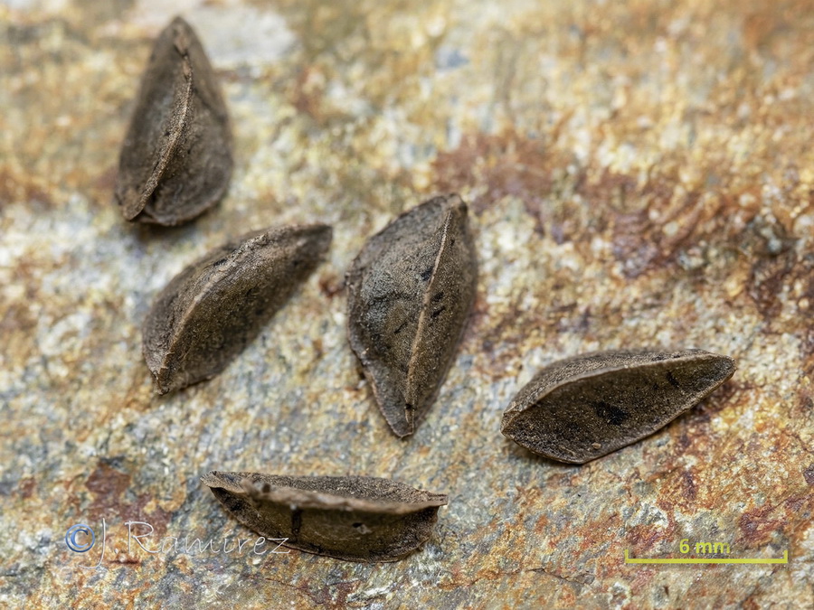 Asphodelus ramosus distalis.07b
