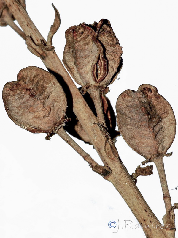 Asphodelus ramosus distalis.08
