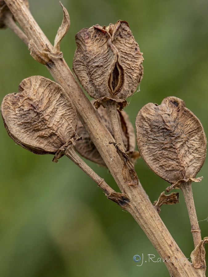 Asphodelus ramosus distalis.08b
