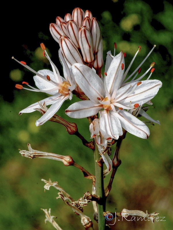 Asphodelus ramosus distalis.09