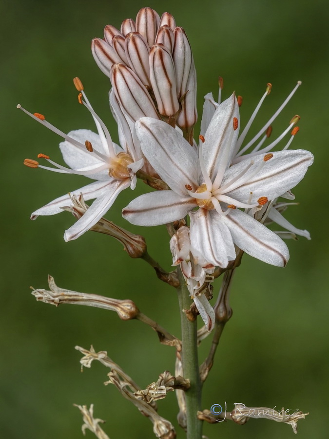 Asphodelus ramosus distalis.09b
