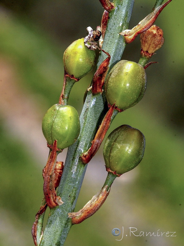 Asphodelus ramosus distalis.10
