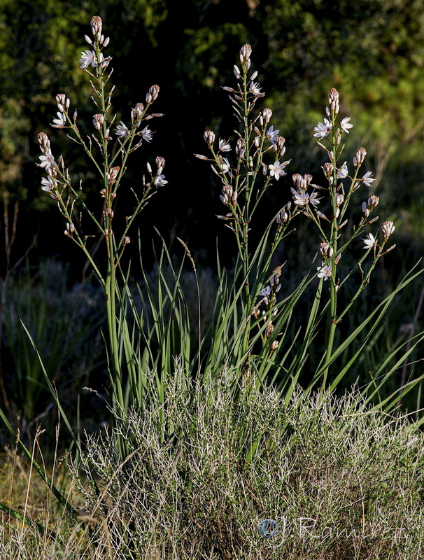 Asphodelus ramosus distalis.18