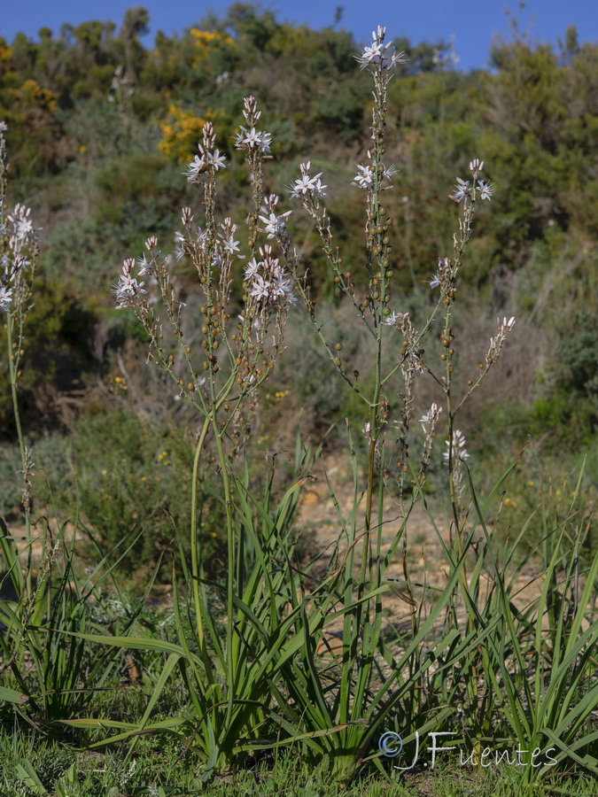 Asphodelus ramosus distalis.34