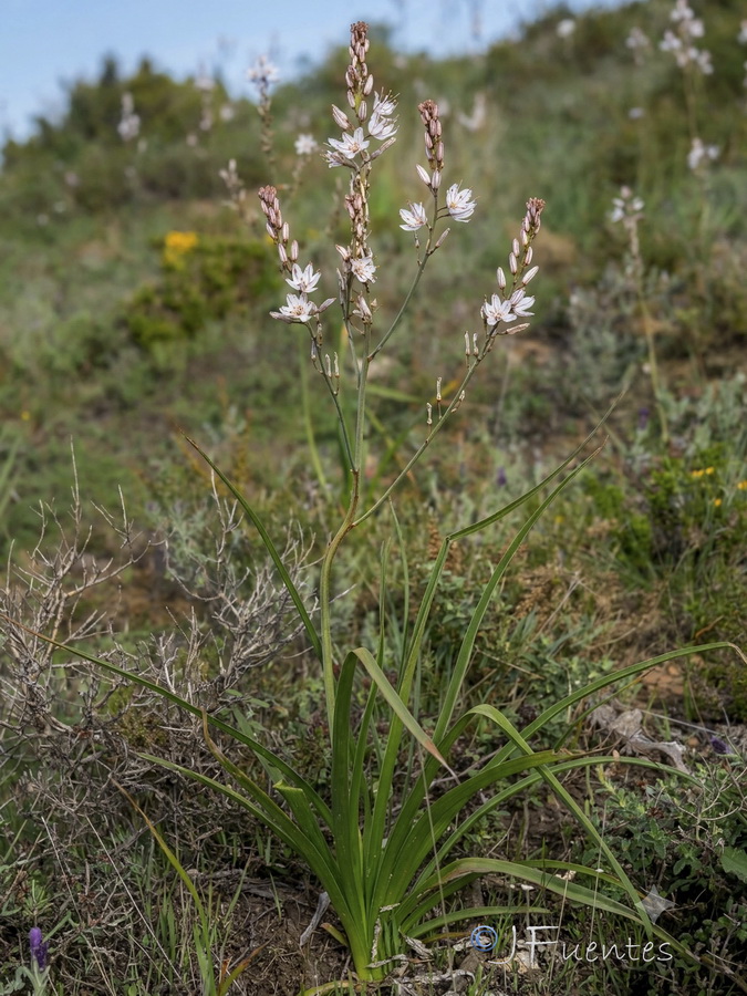 Asphodelus ramosus distalis.35b
