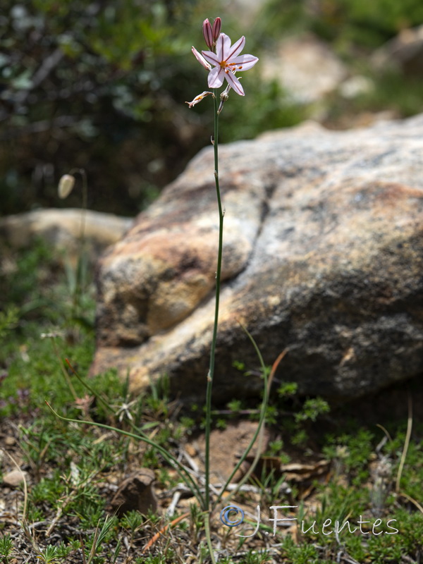 Asphodelus roseus.12