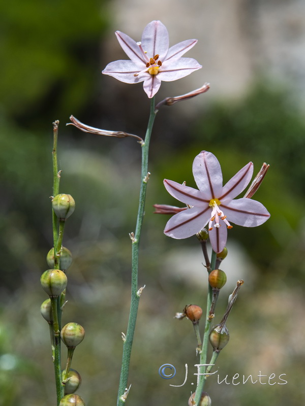 Asphodelus roseus.15
