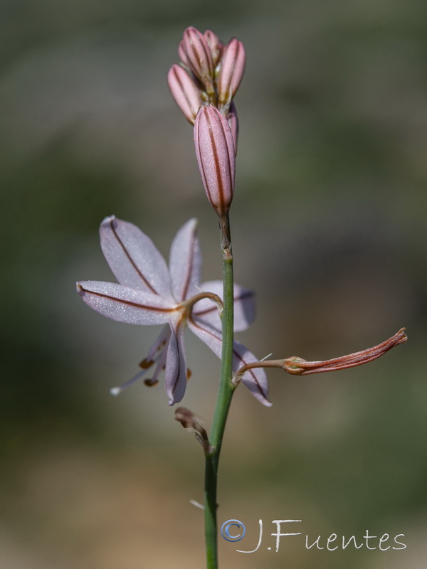 Asphodelus roseus.21