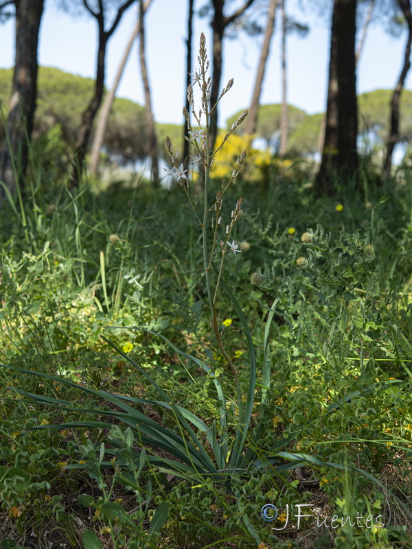 Asphodelus serotinus.01
