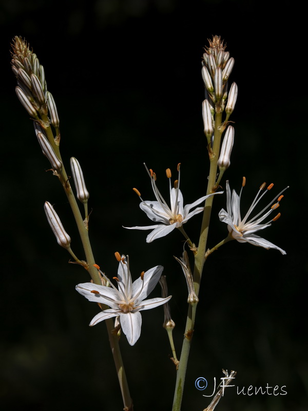 Asphodelus serotinus.02