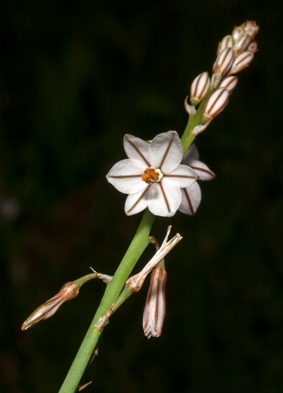 Asphodelus tenuifolius.02