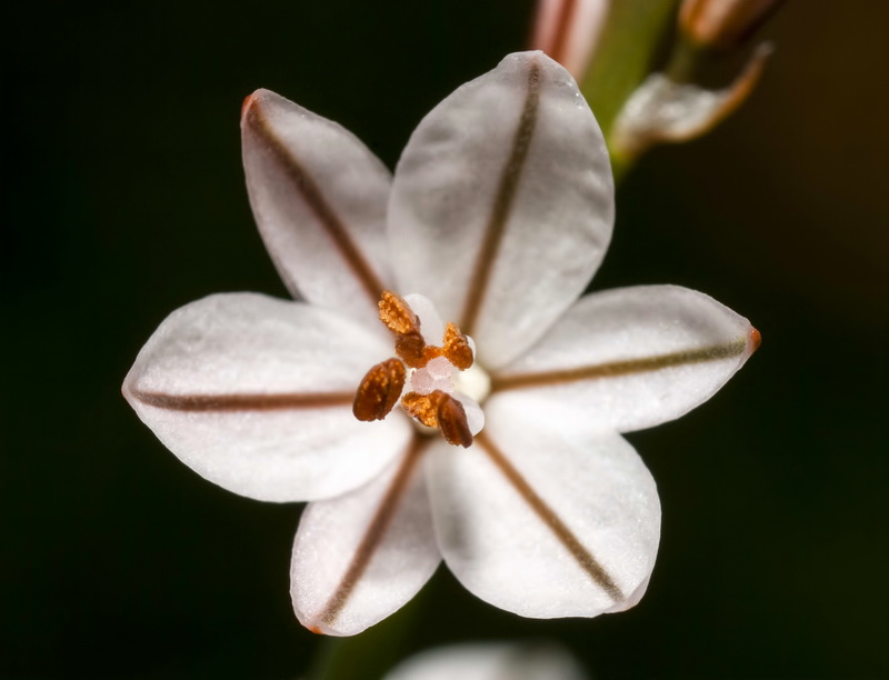 Asphodelus tenuifolius.05