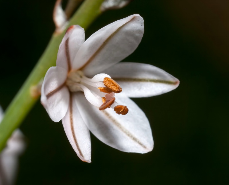 Asphodelus tenuifolius.08