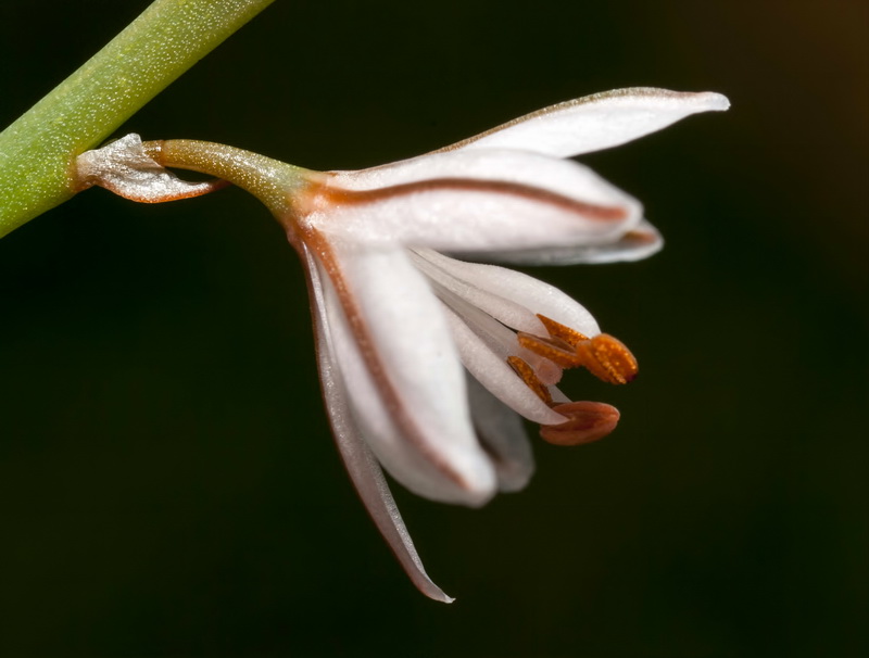 Asphodelus tenuifolius.09