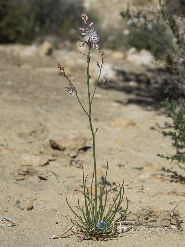 Asphodelus tenuifolius.11