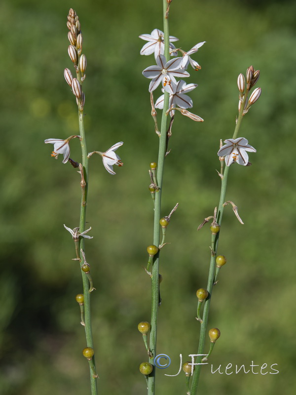 Asphodelus tenuifolius.13