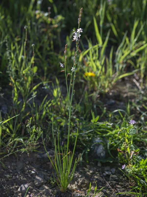 Asphodelus tenuifolius.15