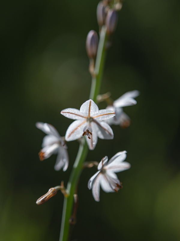 Asphodelus tenuifolius.16