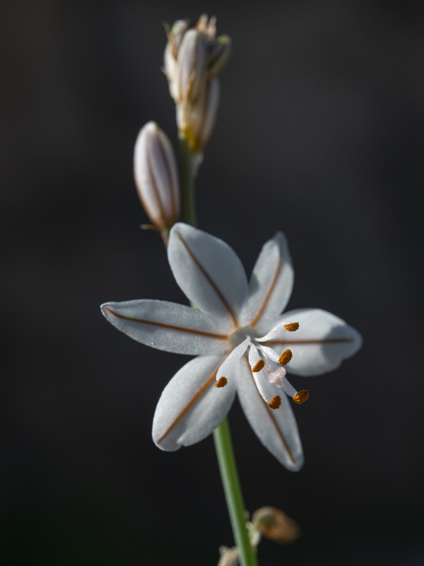 Asphodelus tenuifolius.17