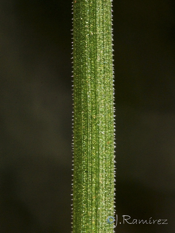 Asphodelus tenuifolius.18